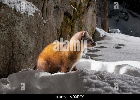 MAYNOOTH, Ontario, Canada - 22 Gennaio 2018: una martora (Martes americana), parte dell'Donnola famiglia / Mustelidae foraggi per il cibo. Foto Stock