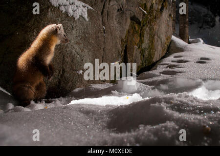 MAYNOOTH, Ontario, Canada - 22 Gennaio 2018: una martora (Martes americana), parte dell'Donnola famiglia / Mustelidae foraggi per il cibo. Foto Stock