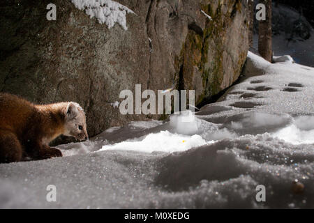 MAYNOOTH, Ontario, Canada - 22 Gennaio 2018: una martora (Martes americana), parte dell'Donnola famiglia / Mustelidae foraggi per il cibo. Foto Stock