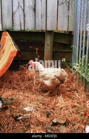 Free range pollo bianco in giardino Foto Stock