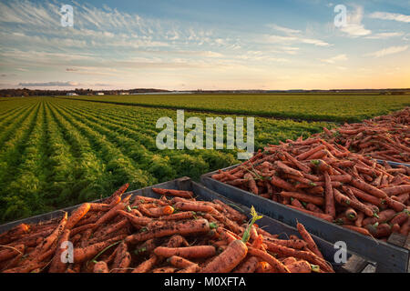 Casse di carote con un campo maturo di carote in background. Holland marsh in Bradford West Gwillimbury, Ontario, Canada. Foto Stock