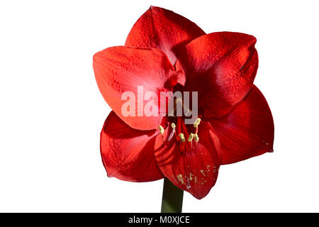 Blooming bella amaryllis rosso su sfondo bianco Foto Stock