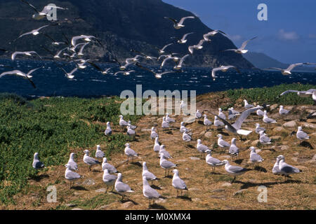 Una colonia di Fulmar Antartico presi in Hout Bay Foto Stock