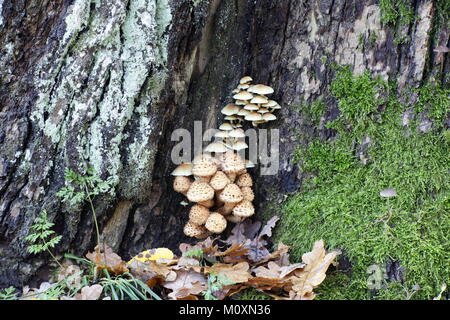 Shaggy scalycap, Pholiota squarrosa, e sulla parte superiore clustered woodlover, Hypholoma fasciculare, crescendo su una vecchia quercia. Foto Stock