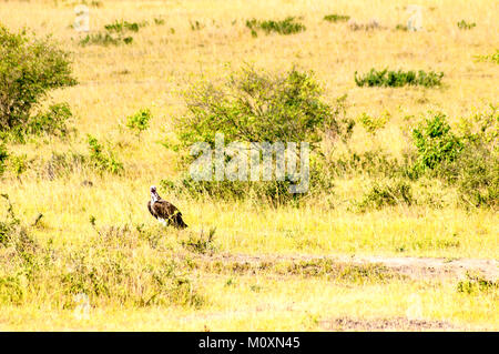 Vulture scavenger poste nella parte superiore di un'acacia nel parco del Masai Mara nel nord ovest del Kenya Foto Stock