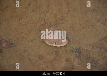 Asia Taiwan Wanli distretto, Nuova Taipei Yehliu Geoparco Sand Dollar embedded nelle rocce Foto Stock