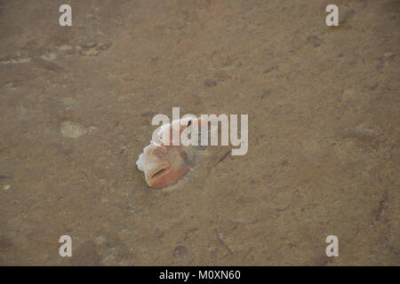 Asia Taiwan Wanli distretto, Nuova Taipei Yehliu Geoparco Sand Dollar embedded nelle rocce Foto Stock