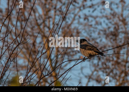 Cornacchia mantellata su un ramo con alberi sfocata in background sul cielo blu Foto Stock