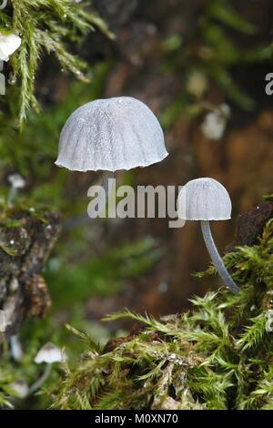 Fata casco fungo Mycena pseudocorticola Foto Stock