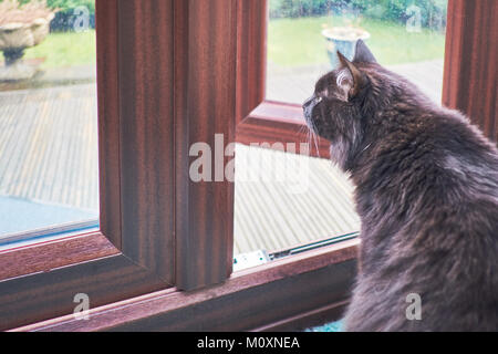 Gatto nero sat guardando al conservatorio porta, di decidere se andare fuori sotto la pioggia o non Foto Stock