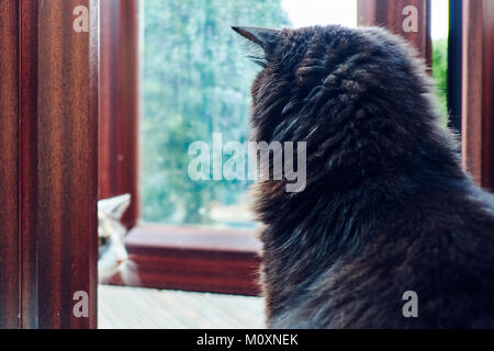 Gatto nero sat guardando al conservatorio porta, di decidere se andare fuori sotto la pioggia o non Foto Stock