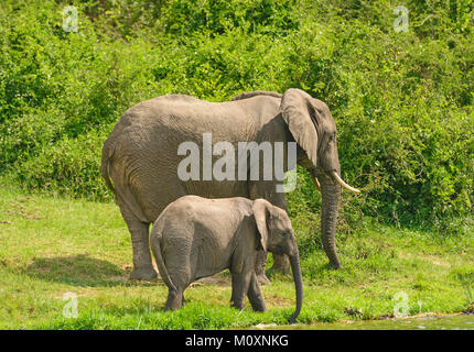 La madre e il Bambino elefante lungo il canale Kazinga in Uganda Foto Stock