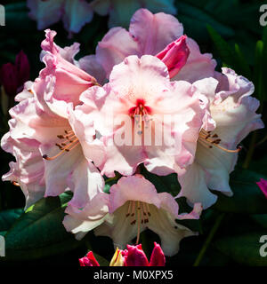 Una ripresa macro di un rosa fioritura di rododendro. Foto Stock