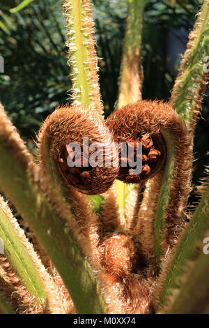 Chiudere di nuovo dispiegarsi fern frond di Cyathea cooperi o australiano Fern Tree, Foto Stock