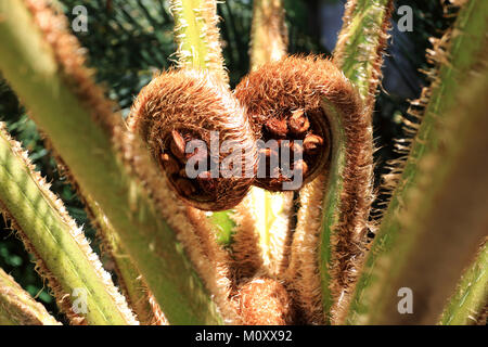 Chiudere di nuovo dispiegarsi fern frond di Cyathea cooperi o australiano Fern Tree, Foto Stock