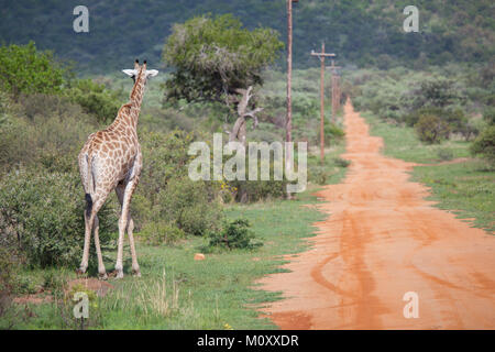 La giraffa In Game Reserve camminare al fianco di un Africano strada che corre fuori nella distanza Foto Stock