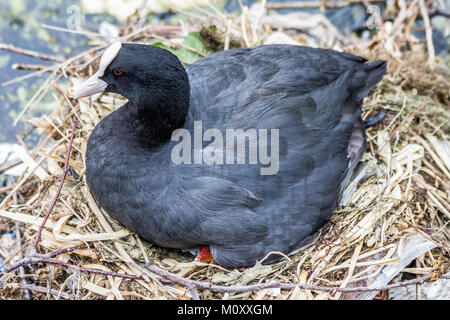 Moorhen e il suo bambino Foto Stock