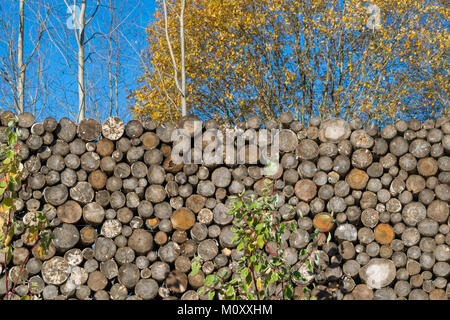 Un sacco round log tagliato e bellissimi alberi in natura Foto Stock