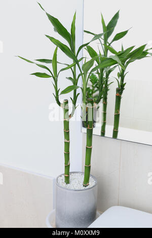 Dracaena braunii o noto come Lucky bambù cresce in un bagno Foto Stock