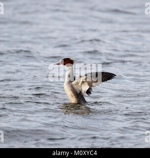 Smergo maggiore (Mergus merganser) Foto Stock