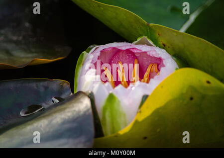 Primo piano di una rosa Nymphaea Nouchali giglio d'acqua circondato da foglie verdi Foto Stock