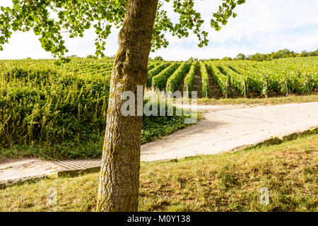 Vista di un appezzamento di vigna di champagne alla fine della giornata con il tronco di un ginkgo in primo piano. Foto Stock