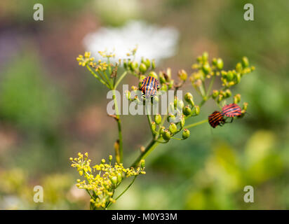 Graphosoma lineatum anche noto come striping italiano bug menestrello bug & bug di protezione alimentazione, Croazia 2017 Foto Stock
