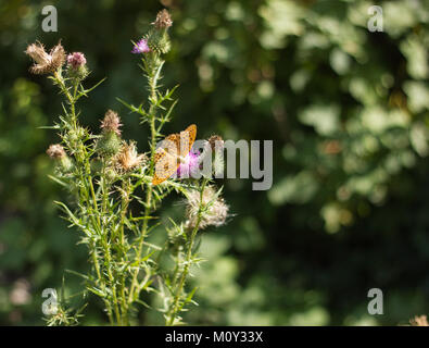 Arancione farfalla colorata (Twin-spot Fritillar) di appoggio o di alimentazione su un viola Thistle (Cirsium), Croazia 2017 Foto Stock