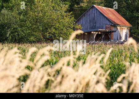 Dal tetto di stagno fattoria dietro un campo di mais con erba selvatica in primo piano, Croazia 2017 Foto Stock