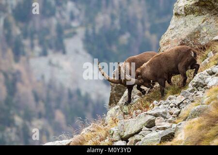 Francia, Alpes-Maritimes, il Parco Nazionale del Mercantour, Gordolasque Valley, big maschio di stambecco (Capra ibex) combattimenti durante la stagione di solchi Foto Stock