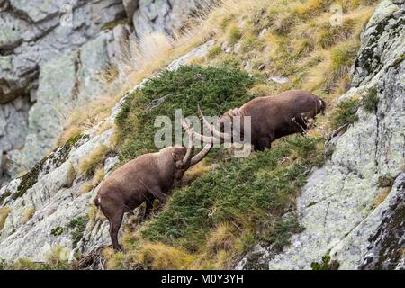 Francia, Alpes-Maritimes, il Parco Nazionale del Mercantour, Gordolasque Valley, big maschio di stambecco (Capra ibex) combattimenti durante la stagione di solchi Foto Stock