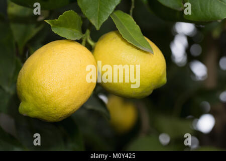 La maturazione dei limoni su un albero in una zona residenziale giardino nel cortile a Sacramento, in California. Foto Stock