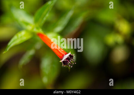 Collina comune Myena (Gracula religiosa) nelle foreste di Chikmagalur, India Foto Stock