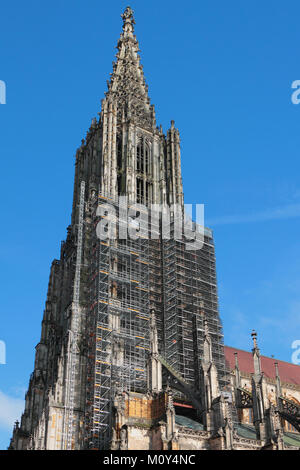 Alta cattedrale in costruzione boschi. Ulm, Baden-Württemberg, Germania Foto Stock