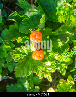 Cloudberry è commestibile utile settentrionale barry contenente un sacco di vitamine Foto Stock