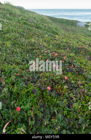 Bacche di rovo maturi sull isola di Mageroya, Norvegia. Cloudberry è commestibile utile settentrionale barry Foto Stock