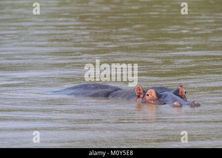 Appoggio ippopotamo in sotto la pioggia al lago St Lucia, KZN, Sud Africa Foto Stock