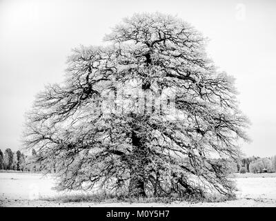 Il Gelido Grand Old Oak una giornata di gennaio in Uppland, Svezia in B/W Foto Stock