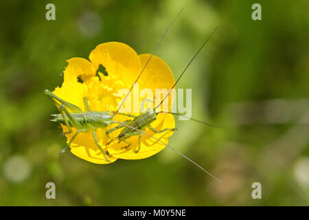 Due grandi macchia verde-grilli Foto Stock