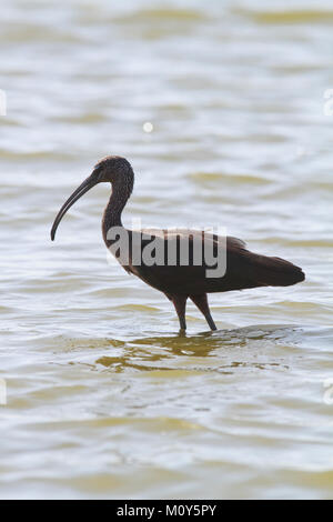 Ritratto di un Ibis lucido in un lago Foto Stock