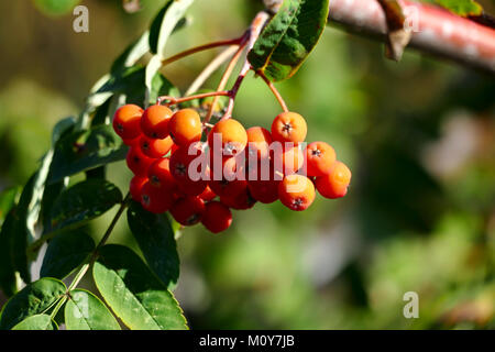 Rowan bacche su uno sfondo sfocato. Foto Stock