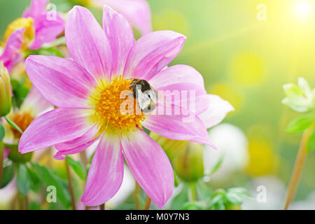 Big Bombo raccoglie il nettare su dahlia illuminata dal sole. Foto Stock