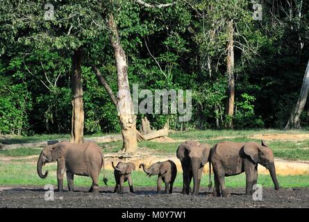 La foresta africana elefante? (Loxodonta cyclotis) (FOREST dimora elefante) del bacino del Congo. Su suoli salini nella giungla di Central African Repu Foto Stock