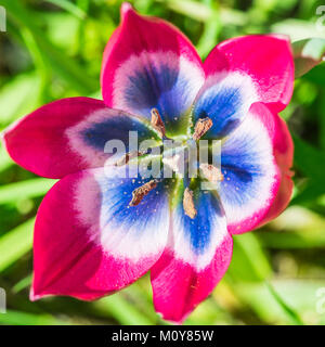 Una ripresa macro di un piccolo rosso tulip bloom. Foto Stock