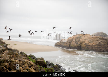 Gli uccelli acquatici uccelli a Sutro Bagni San Francisco Foto Stock