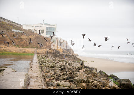 Gli uccelli acquatici uccelli a Sutro Bagni San Francisco Foto Stock