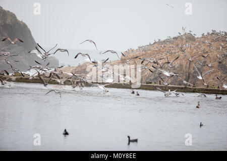 Gli uccelli acquatici uccelli a Sutro Bagni San Francisco Foto Stock