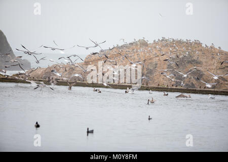 Gli uccelli acquatici uccelli a Sutro Bagni San Francisco Foto Stock