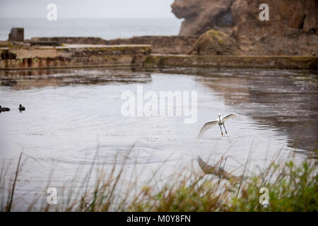 Gli uccelli acquatici uccelli a Sutro Bagni San Francisco Foto Stock