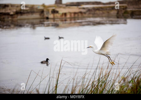 Gli uccelli acquatici uccelli a Sutro Bagni San Francisco Foto Stock